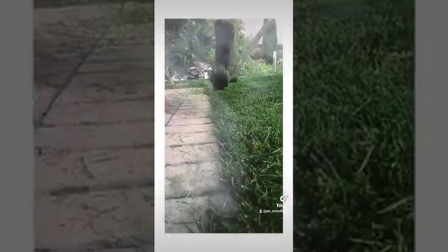 Обработка кромки газона и плитки. смотреть онлайн