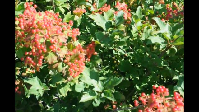 This is a Native Viburnum The Cranberry Viburnum смотреть онлайн