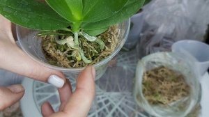 Пересадка ОРХИДЕИ для ИДЕАЛЬНОГО РОСТА/ Подросток орхидеи во мхе