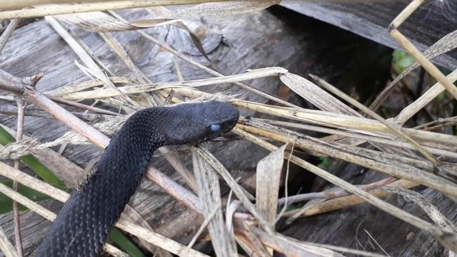 Голубоглазая гадюка. Что делать при укусе змеи? смотреть онлайн