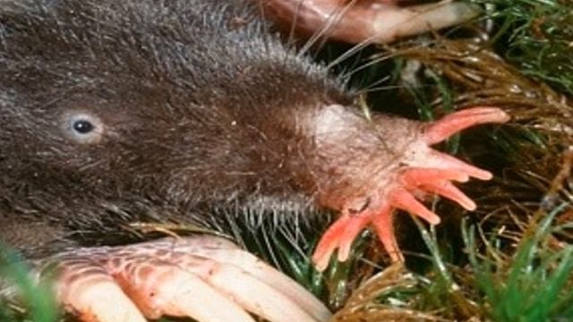 ЗВЕЗДОНОС_/животные о которых вы не знали_/ШОК~! смотреть онлайн