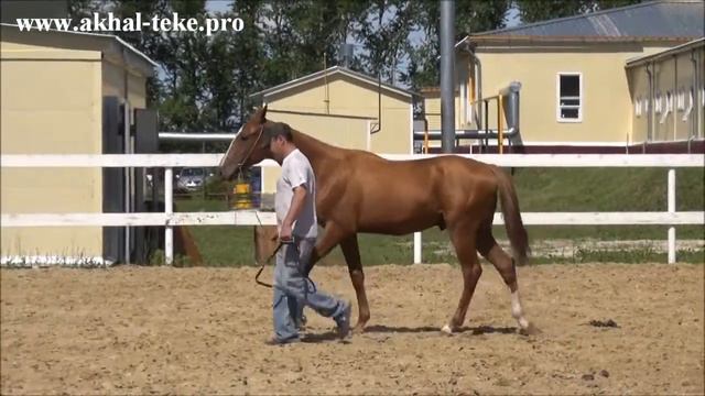 Akhal-teke colt Mamdukh смотреть онлайн