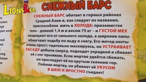 Деагостини ЛЬВЫ и Ко Макси СНЕЖНЫЙ БАРС Lions & Co Deagostini распаковка