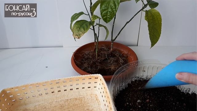 Маракуйя, пассифлора в горшке. Обрезка, пересадка | Часть 3 | Март 2020 смотреть онлайн