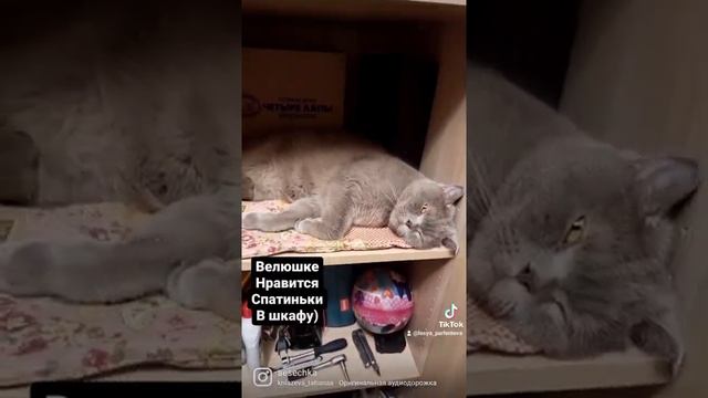 Велюшка в шкафу сплюшка #cat #britishcat #котяра #кот #британскийкот смотреть онлайн