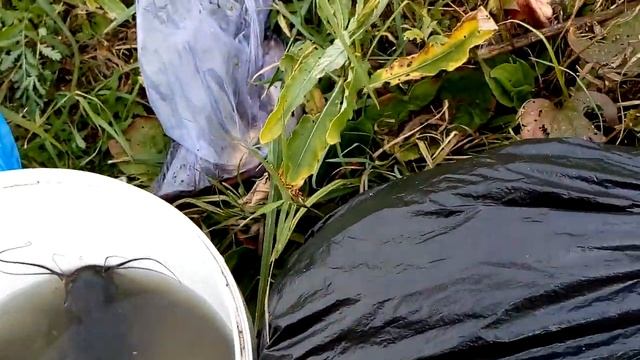 Итоги выращивания рыбы. Опыт 2018. Сомы и карпы выросли смотреть онлайн