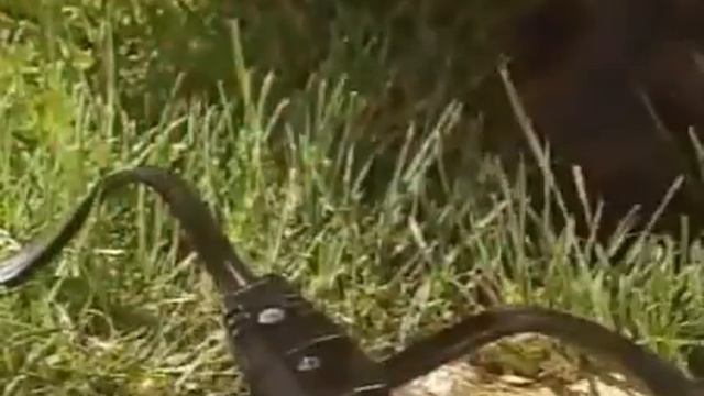Украшение пруда с Gardena смотреть онлайн