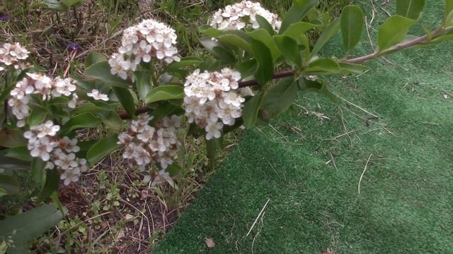 Клематис прямостоячий-белое облако в саду .Южные растения на севере Немного сада... смотреть онлайн