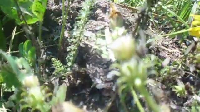 Гастрономические Открытия