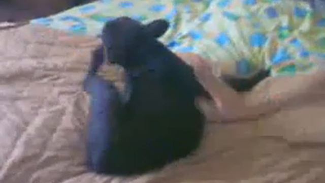 Французский бульдог балдеет (Franch Bulldog Is Having A Good Time)