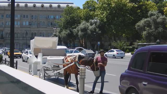 Фаэтонщик поит лошадь возле Кукольного театра в Баку смотреть онлайн