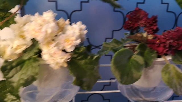 Фиалки на фитильном поливе. смотреть онлайн