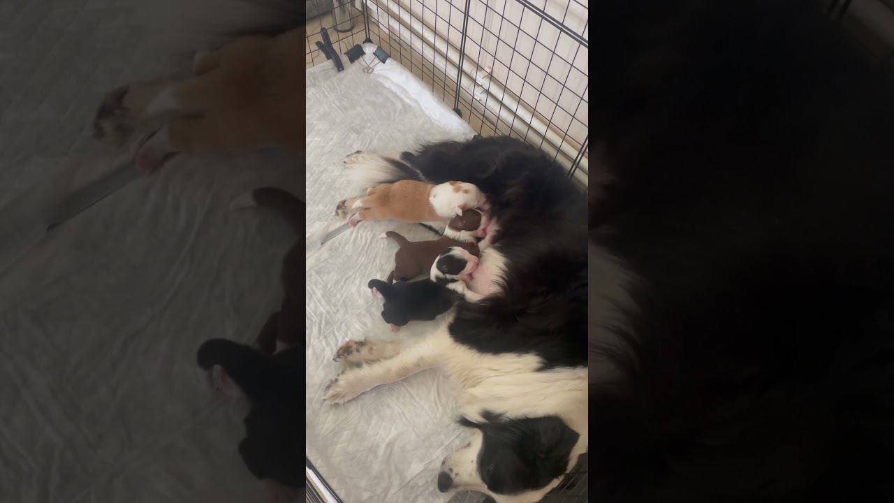 Детки кушают)