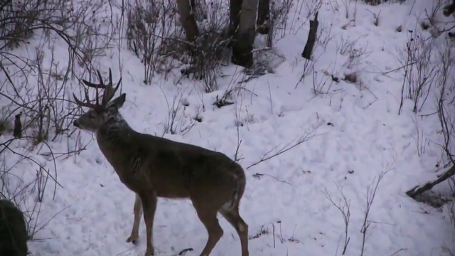 Охота на оленя с дерева зимой смотреть онлайн