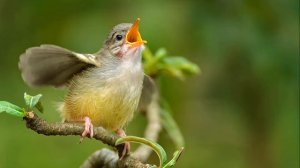 Слушать утреннее пение птиц в лесу 1 час