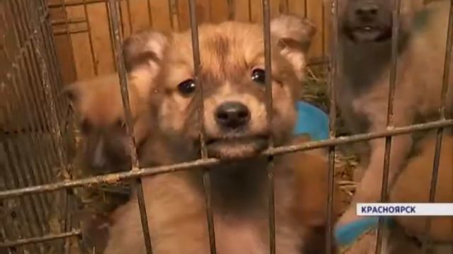 Жители Красноярска стали чаще замечать бездомных собак с чипами смотреть онлайн