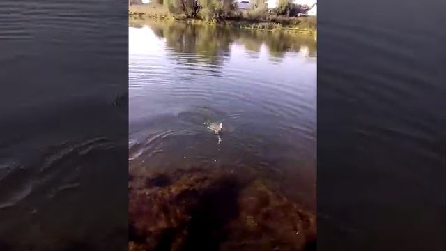 Рыбалка на Красивой мече (стрелецкий мост) смотреть онлайн