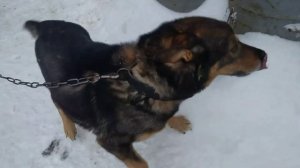 Как Мы Отрубили Голову Курице ( влог#1)