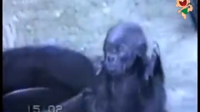 Прикольные видео про животных подборка! смотреть онлайн