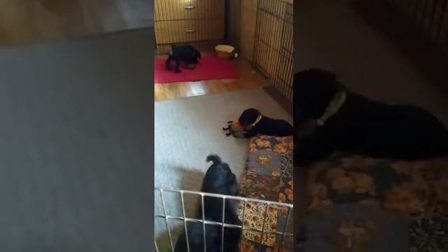 Щенки Цвергшнауцера черный с серебром. смотреть онлайн