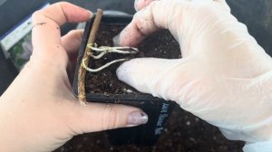 Как я сохраняю клематисы до весны 🌱