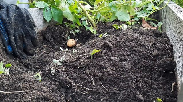 Тили-тити, трали-вали! Мы картошечку копали. смотреть онлайн