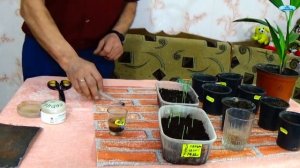 ПРЕКРАСНАЯ ПАЛЬМА ИЗ СЕМЯН СВОИМИ РУКАМИ! ОТ ПОСЕВА ДО ГОДОВАЛОГО РАСТЕНИЯ!!!