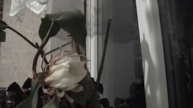 цветок "ночная царица" смотреть онлайн