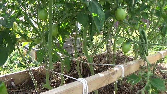 Мини парник -огород для ленивых ,томат* Ваше благородие*, 140 помидоров на одной кисти. смотреть онлайн