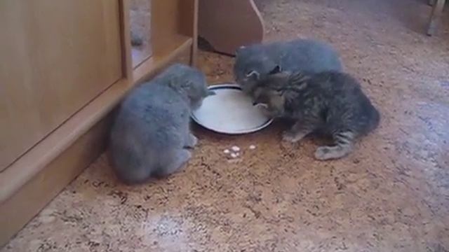 Котята скоттиш первое кормление смотреть онлайн