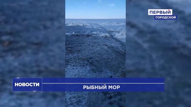 РЫБНЫЙ МОР НА ОЗЕРЕ САЛТАИМ смотреть онлайн