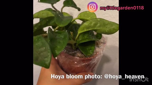 Hoya Unboxing (California Tropicals) смотреть онлайн