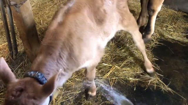 "А гном идёт купаться!" Приучаемся к купанию. Приключения Джерсейки Майи. смотреть онлайн