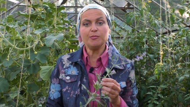 Три супер средства от паутинного клеща. Нашатырный спирт от паутинного клеща. смотреть онлайн