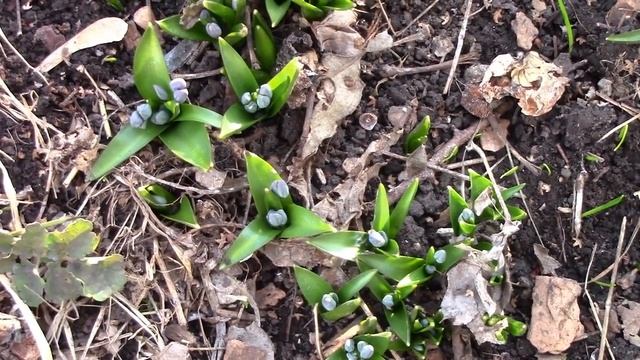 ? Расцвели первые крокусы и пролески | Пересаживаю портулак смотреть онлайн