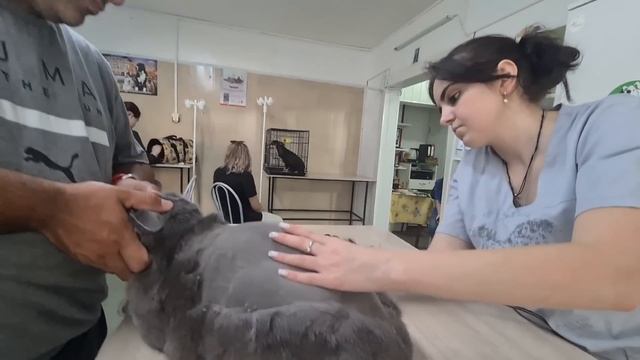 Стрижка кота Харитона/Простерилизовали спасённую с трассы собаку/Показали лысеющие лапки щенка врач смотреть онлайн
