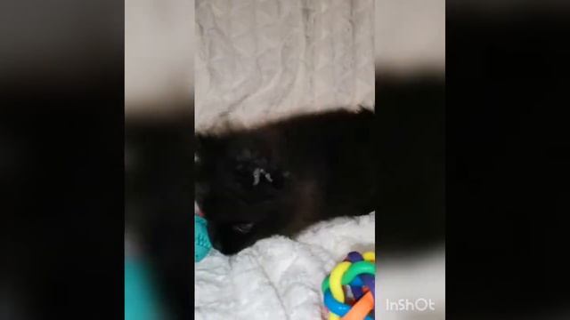 Девочка померанского шпица черного окраса. Pomeranian female, black color. смотреть онлайн