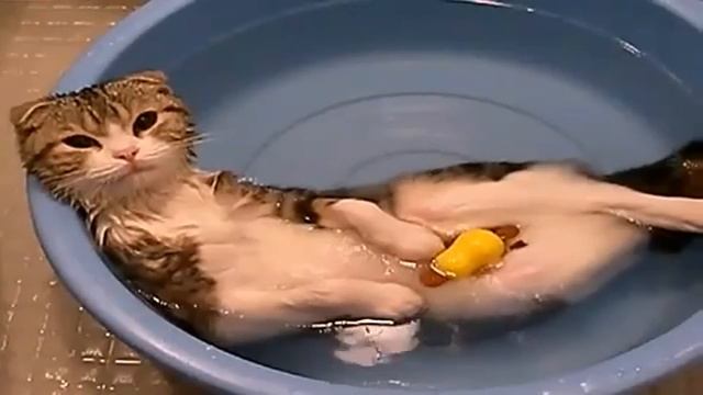 Кот балдеет в тазике с водой. смотреть онлайн