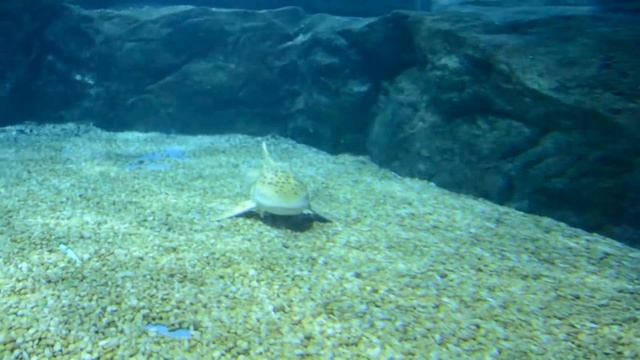 Акулы| Океанариум в Бангкоке смотреть онлайн