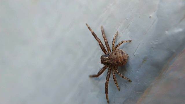 Spider xysticus ( паук бокоход или паук краб) macro video смотреть онлайн