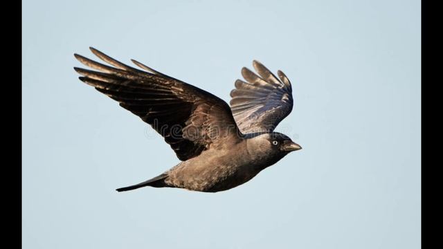 Галка обыкновенная