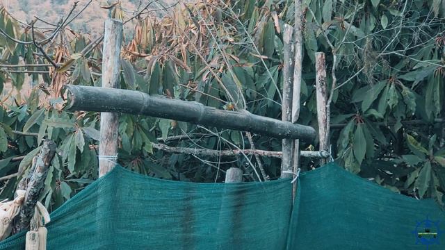 Okhrey | Offbeat Sikkim | Hilley | Bharsey | West Sikkim | Bird Watching | Laliguras | Guras kunj смотреть онлайн