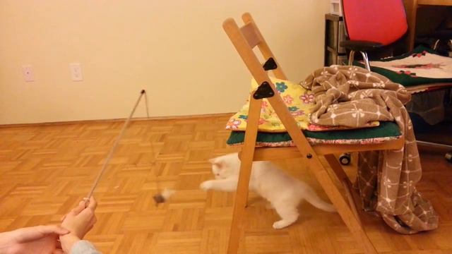 Super cute ragdoll kitten's playtime! смотреть онлайн