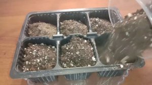 Появились первые ростки помидора черри, пересаживание в горшки ?