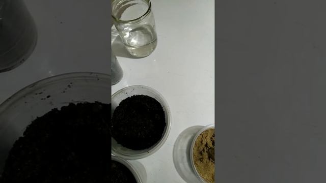 ФИСТАШКА ИЗ СЕМЯН! Как прорастить фисташки, какой метод лучше.