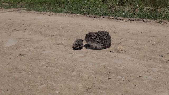 Ежиха с ежатами спешат в гости! смотреть онлайн