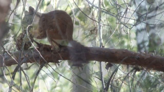 Белка ест кедровую шишку\Squirrel eats cedar cone смотреть онлайн