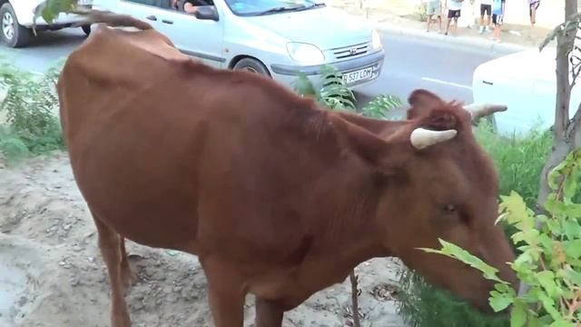 Актауские всеядные коровы смотреть онлайн