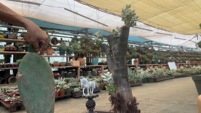 HOW TO GRAFTING CHRISTMAS CACTUS ON PICKY PEAR смотреть онлайн