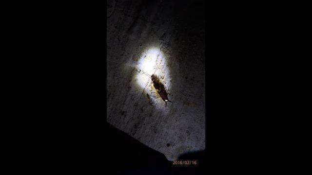 Forficula auricularia Greece by Theo Fotiadis смотреть онлайн